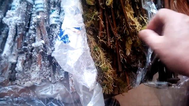 Обзор черенков винограда, пришедших по почте смотреть онлайн