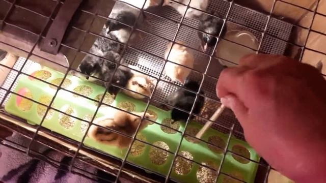 ИСПЫТАЛИ(((МИНИ БРУДЕР ДЛЯ ЦЫПЛЯТ))) смотреть онлайн