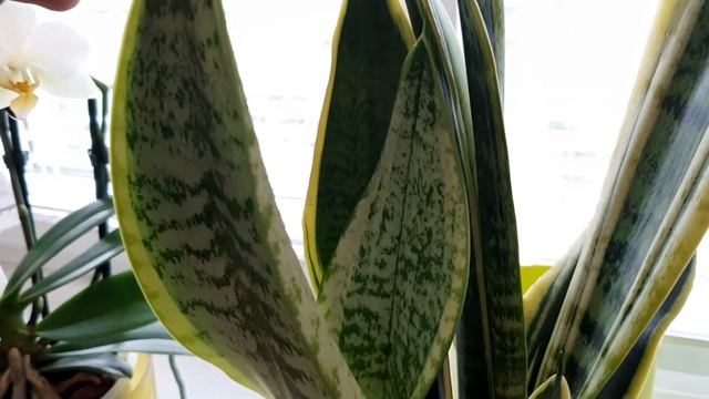 Сансевиерия с желтой каймой. Sansevieria Laurenti