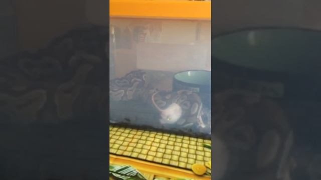 Королевский питон ужинает. Кормление. Royal python feeding смотреть онлайн