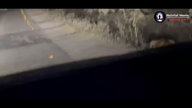 Uttarakhand में Camping के दौरान बाघ के साथ आमना सामना हुआ | Leopard seen in Camping, Uttarakhand смотреть онлайн