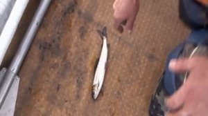 Ловля хариуса на р.Ангаре с лодки в г.Иркутске(часть I).