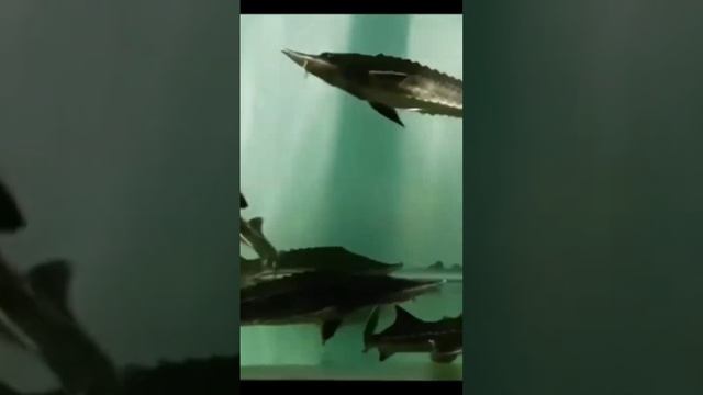 Acipenser Ruthenus #trending #fish #animal #binatanglangka #usa #mancanegara #viral смотреть онлайн