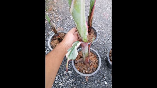 Florida Banana Variegated Usa Florida Variegated