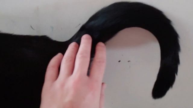 У кота хвост опух смотреть онлайн