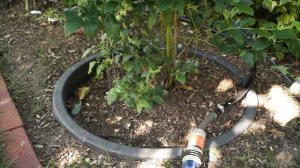 Голубика  обрезал молодые побеги результат