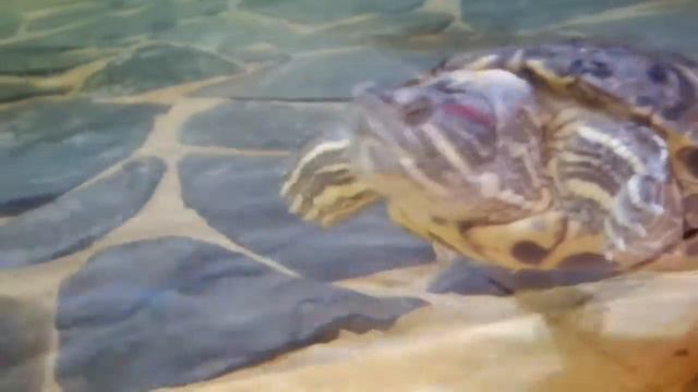 В Ленинградском зоопарке. смотреть онлайн