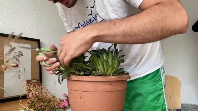 Harvesting Lewisia Cotyledon Seeds + Germination Tips