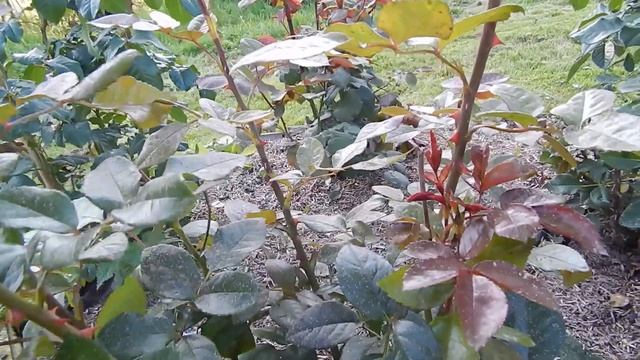 Признаки ЛМР на розах смотреть онлайн