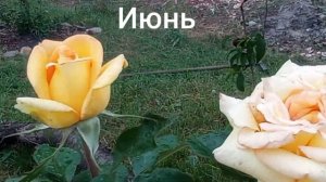 Роза «Голден Тауэр». Вспоминаем лето 2022.