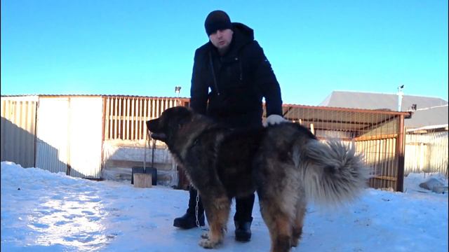 Продаётся Кавказская овчарка кобель Гризли 1 год 2 месяца смотреть онлайн