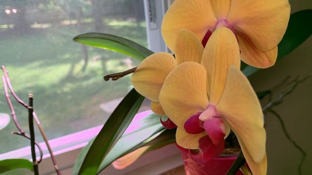 Mira por que es importante la iluminación en las orquídeas phalaenopsis смотреть онлайн