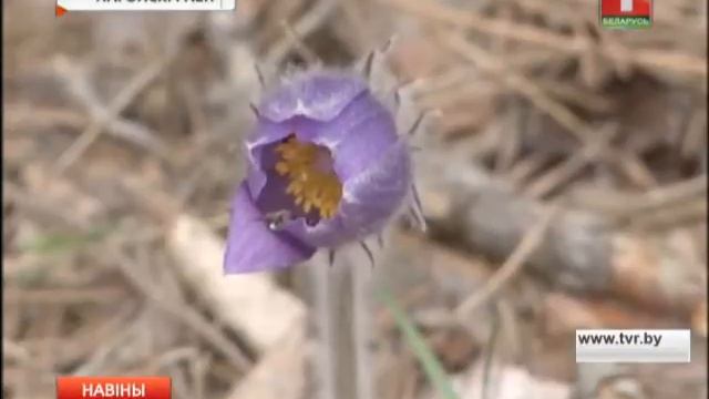 Новые заказники в Минской области смотреть онлайн