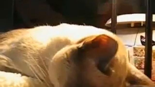 Котэ пипец какой смешной!!! смотреть онлайн