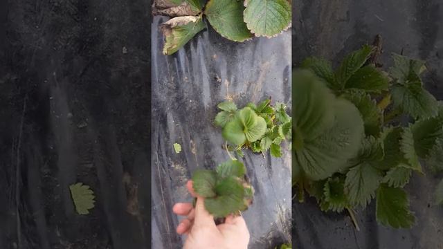 чистка клубники перед сезоном  2021