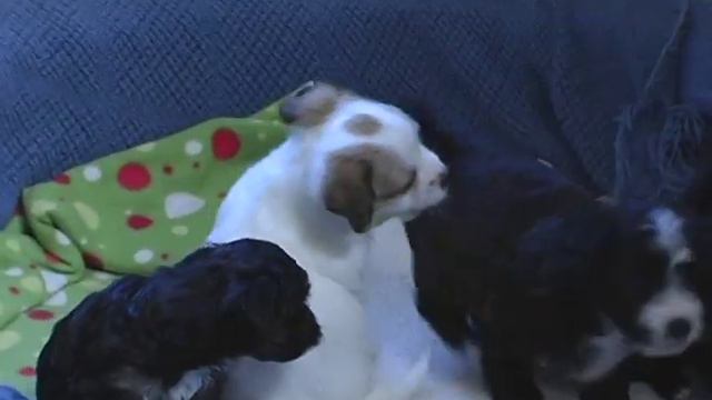 Mary S. Roberts Pet Adoption Center with Glenn Ross смотреть онлайн