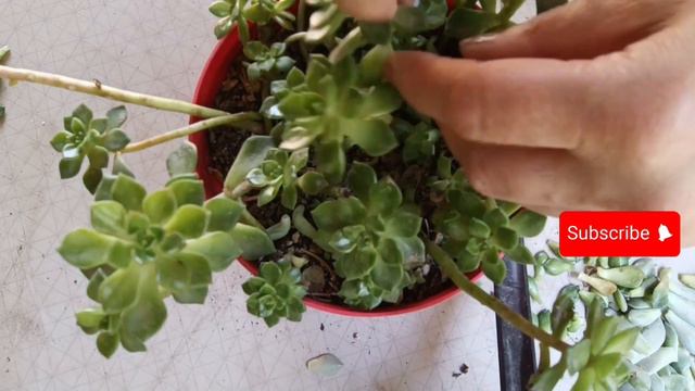 How To Make Bonsai Succulent (graptoveria Ghost Ve Sedeveria Letizia) #succulentgarden #sukulent