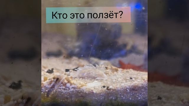 Моллюски в аквариуме смотреть онлайн