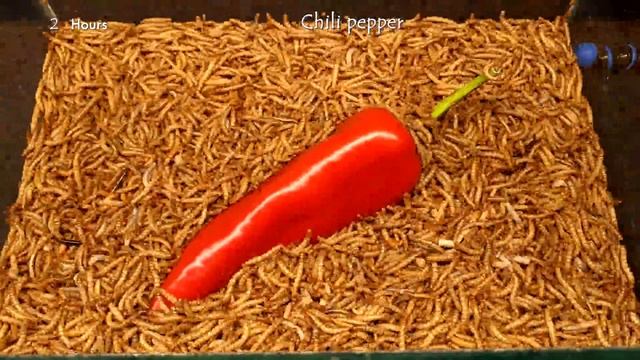 Mealworms eating green apple, peppers and lettuce - 10.000 worms! #greentimelapse #gtl #timelapse смотреть онлайн