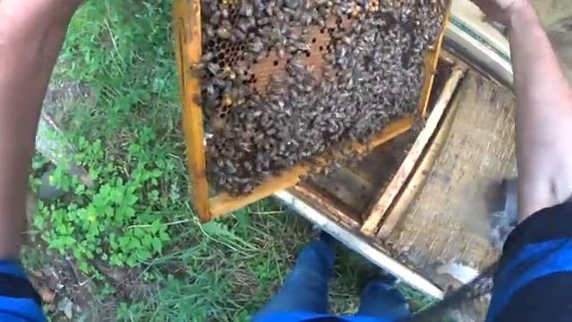 Отводок за 5 минут. Простой отводок для начинающих пчеловодов.