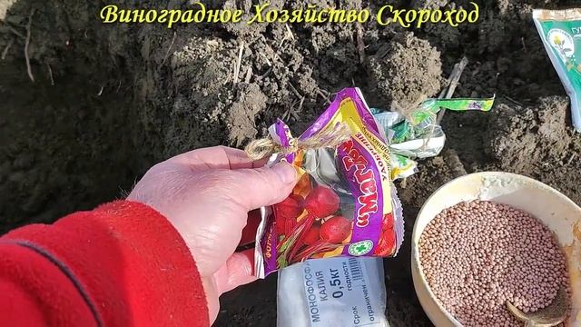 Посадка саженца винограда в начале марта смотреть онлайн