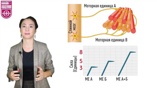 Силовые способности. Урок 2. Физиология силы смотреть онлайн
