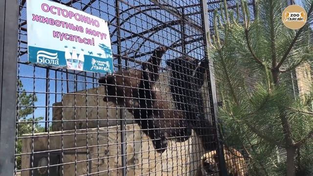 Скандал в семье медведей. Парк львов Тайган. Scandal In The Family Of Bears. Lion Park Taigan