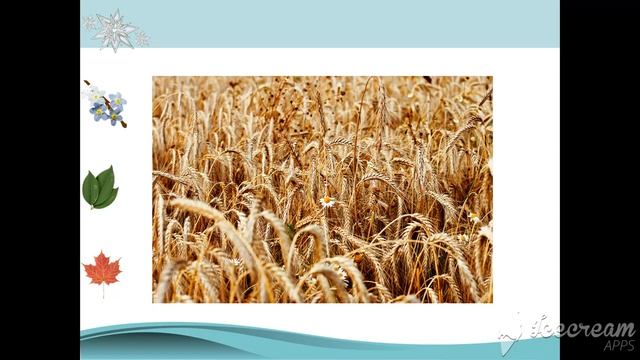 Растительный мир. Тема урока: "Злаки" смотреть онлайн