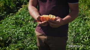 Перец Джипси F1