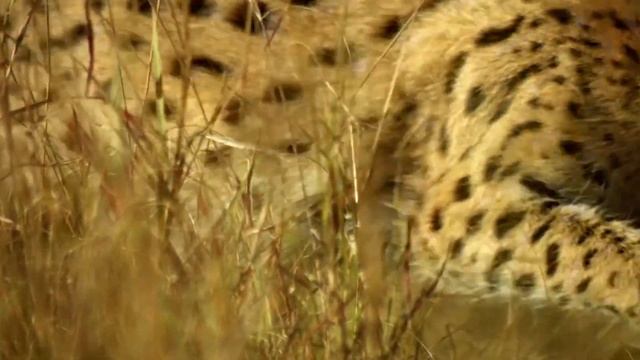 СЕРВАЛ - ДИКИЙ ХИЩНЫЙ КОТ! Самый опасный хищник саванны? ИНТЕРЕСНЫЕ ФАКТЫ О СЕРВАЛЕ.