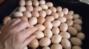 Жду наклева в яйцах. Вторая попытка. Инкубация куриных яиц в картонной коробке