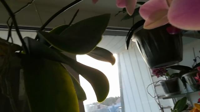 ЧАСТЬ ПЕРВАЯ❣️ #ЦВЕТЕНИЕ МОИХ ОРХИДЕЙ В КОНЦЕ МАЯ! ❣️❤️???#PHALAENOPSIS #ORHIDS #ORJIDEA #FLOR смотреть онлайн