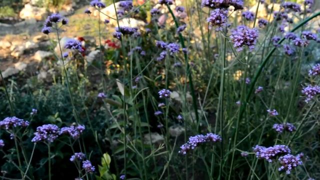 Вербена буэнос айресская смотреть онлайн