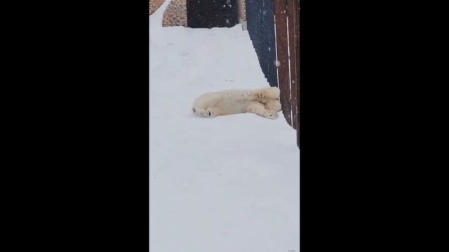 Забава и снегопад...Большереченский зоопарк..Zabava and snowfall ... Bolsherechensky zoo .. смотреть онлайн