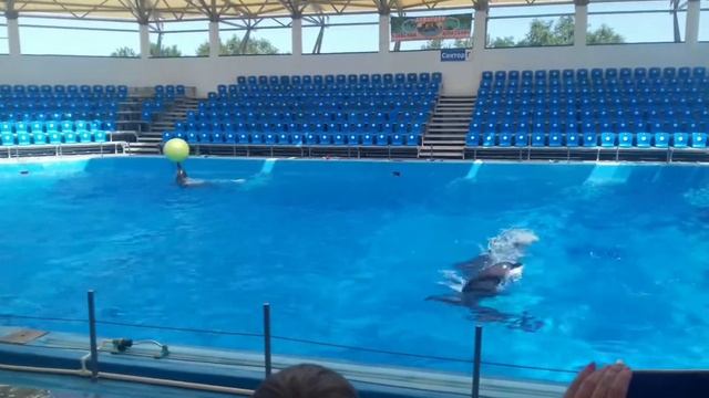 Отдых на море Обезьянки Дельфины смотреть онлайн