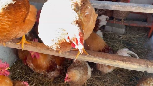 17 марта💔Голодная Весна 22//Состав корма для птицы✅Ч-2 смотреть онлайн