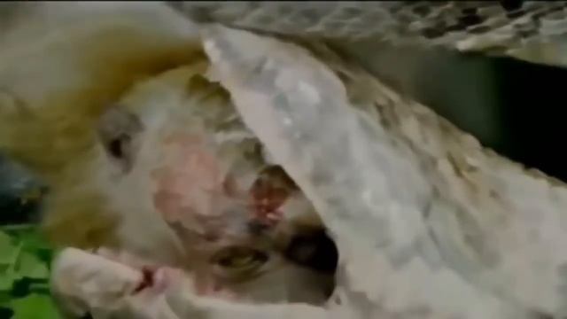 Most Amazing Wild Animal Attacks - Baboon Vs Leopard, Deer, Crocodile, Anaconda смотреть онлайн