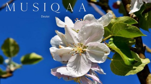 Deuter ⋄ Immortelle ⋄ Inspired by nature