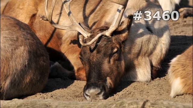 #3460. Олени (В мире животных) смотреть онлайн