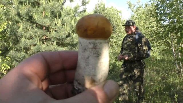 Путешествие за грибами! Волоколамск - Истра, Подмосковье. Тихая охота 2019 года продолжается! смотреть онлайн