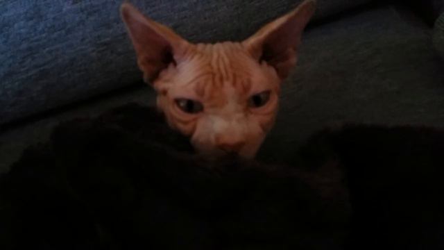 Cat sphynx - Dobi смотреть онлайн