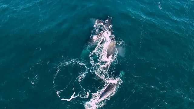 Lions Experimenting | How Animals Mating | Loving Lions, Bears