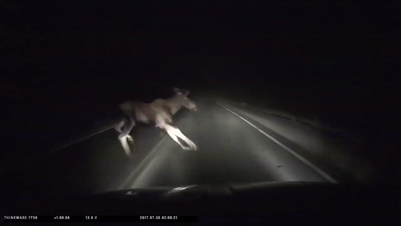 Напугали лося смотреть онлайн
