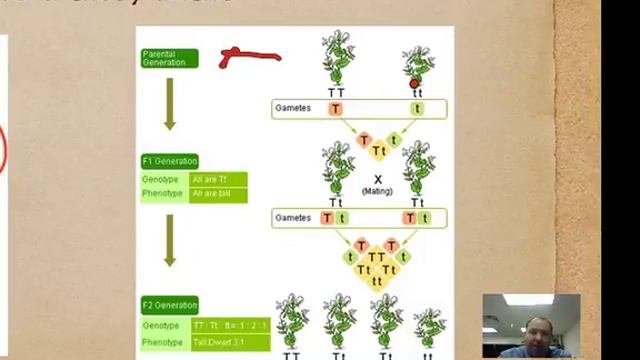 Genetics Intro - Who is Gregor Mendel? смотреть онлайн