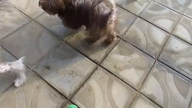 Русская цветная болонка . Наймулуна Лайн Жасмин смотреть онлайн