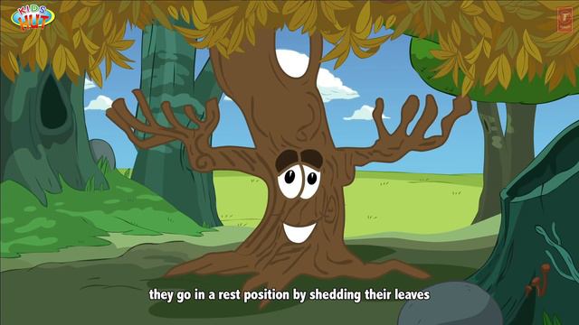 Why Do Trees Shed Their Leaves In Autumn Season? смотреть онлайн