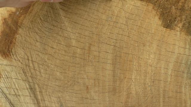 Спилили дерево 2 метра в диаметре 144 года смотреть онлайн