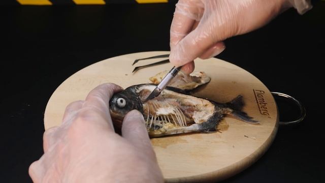 ЧТО ВНУТРИ ПИРАНЬИ? ВСКРЫВАЕМ УМЕРШУЮ ПИРАНЬЮ. СМОТРИМ ПОД МИКРОСКОПОМ смотреть онлайн