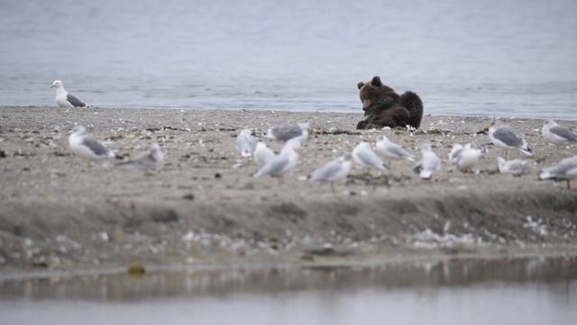 Незабываемый отдых на Камчатке смотреть онлайн