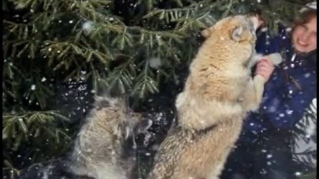 Волк на фото и видео съемку хорошие фотографии на память! Москва смотреть онлайн